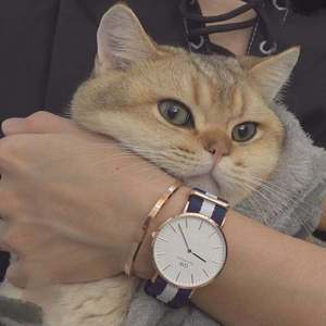 日本一道高清一区二区三区
